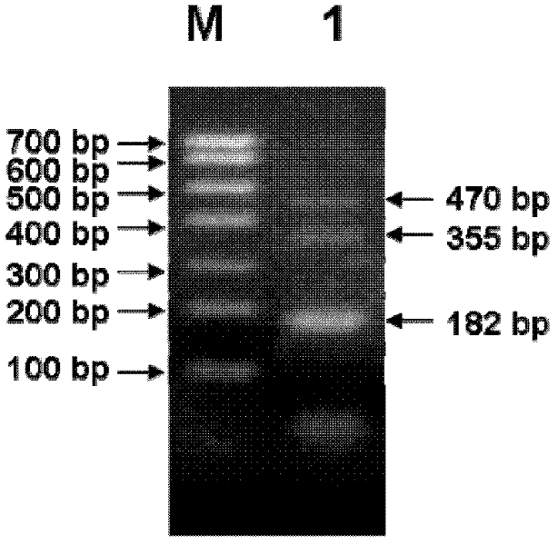 Reverse transcription-polymerase chain reaction (RT-PCR) method for verifying avian infectious bronchitis virus (IBV) epidemic strains and vaccine strains