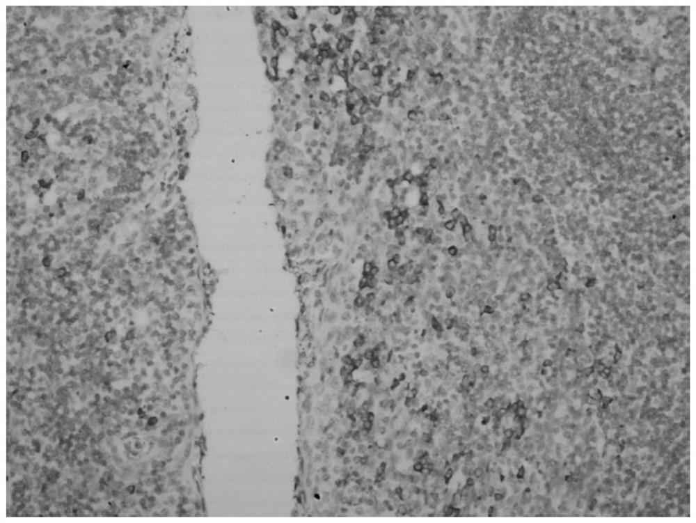 Hybridization solution for in situ hybridization, its preparation method and detection kit