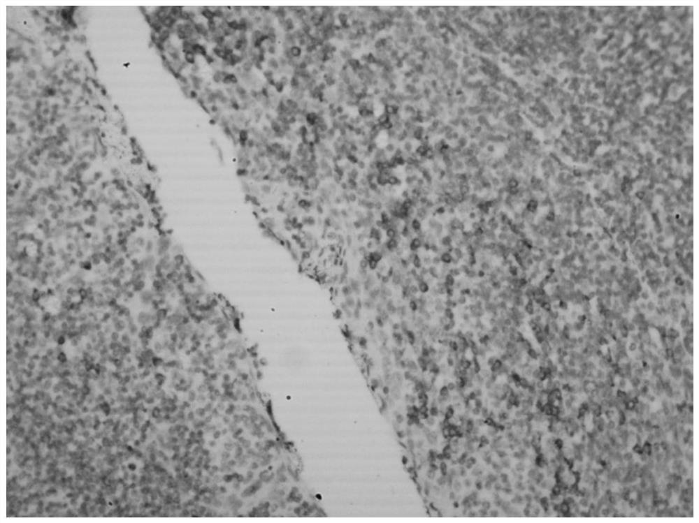 Hybridization solution for in situ hybridization, its preparation method and detection kit