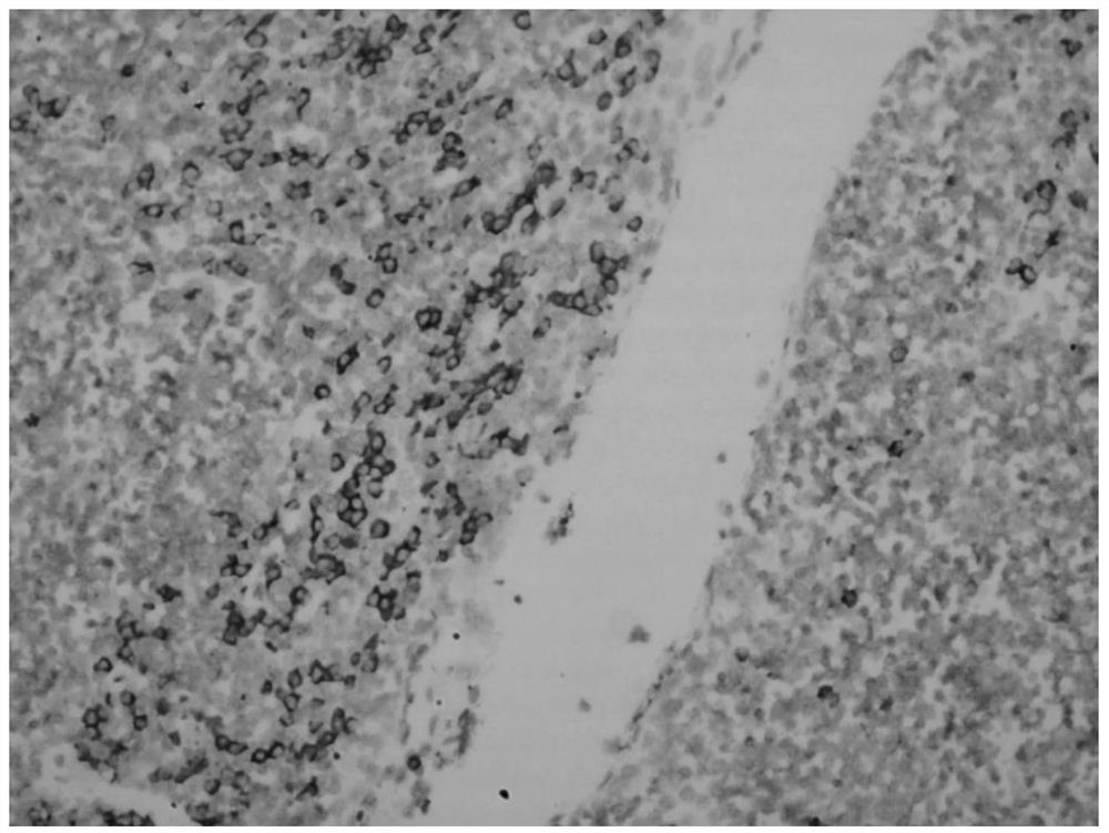 Hybridization solution for in situ hybridization, its preparation method and detection kit