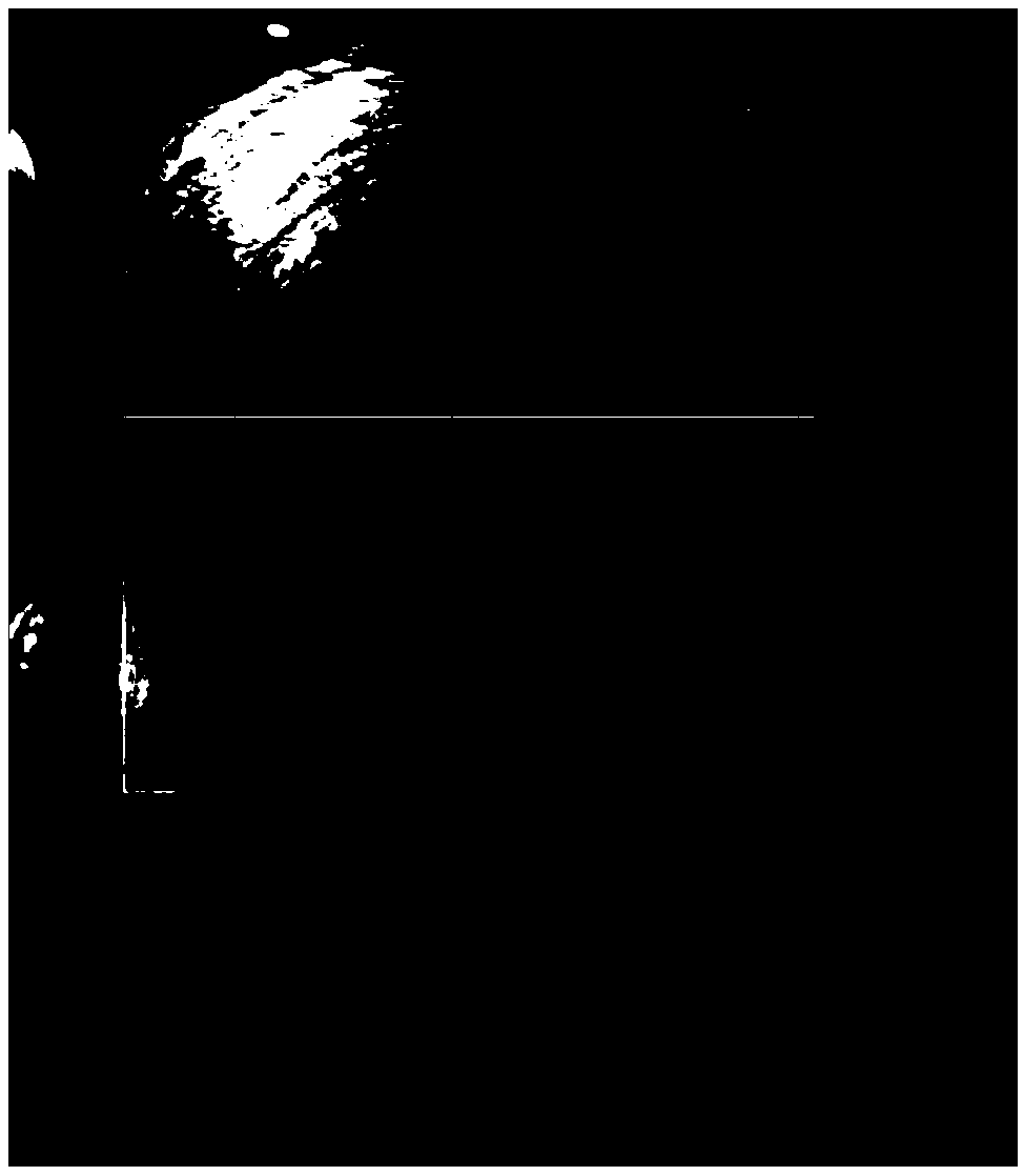 Anti-alopecia shampoo containing natural plant ingredients and preparation method thereof