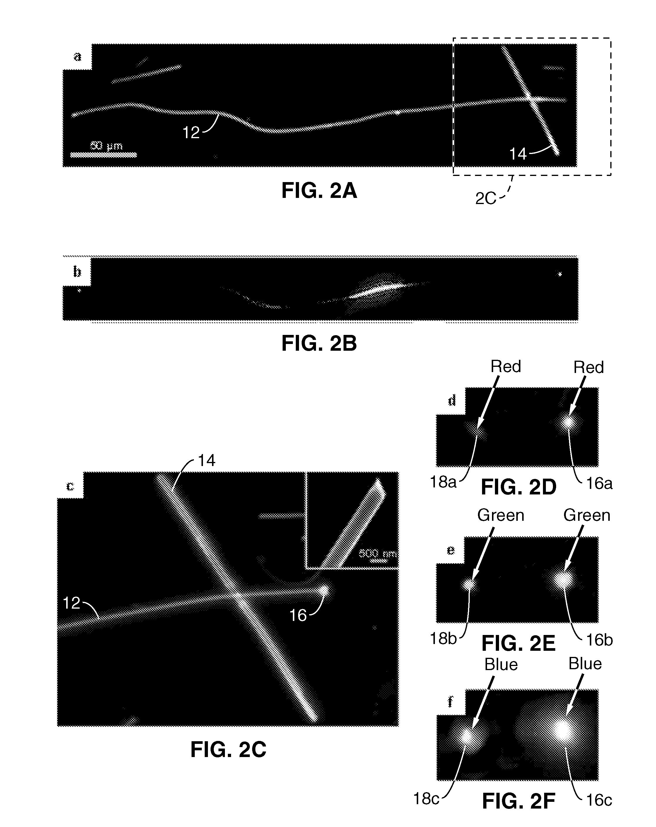 Nanowires and nanoribbons as subwavelength optical waveguides and their use as components in photonic circuits and devices