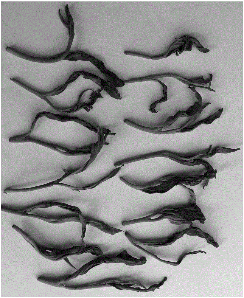 Tea leaf rolling method and processing technology of green tea and black tea using method