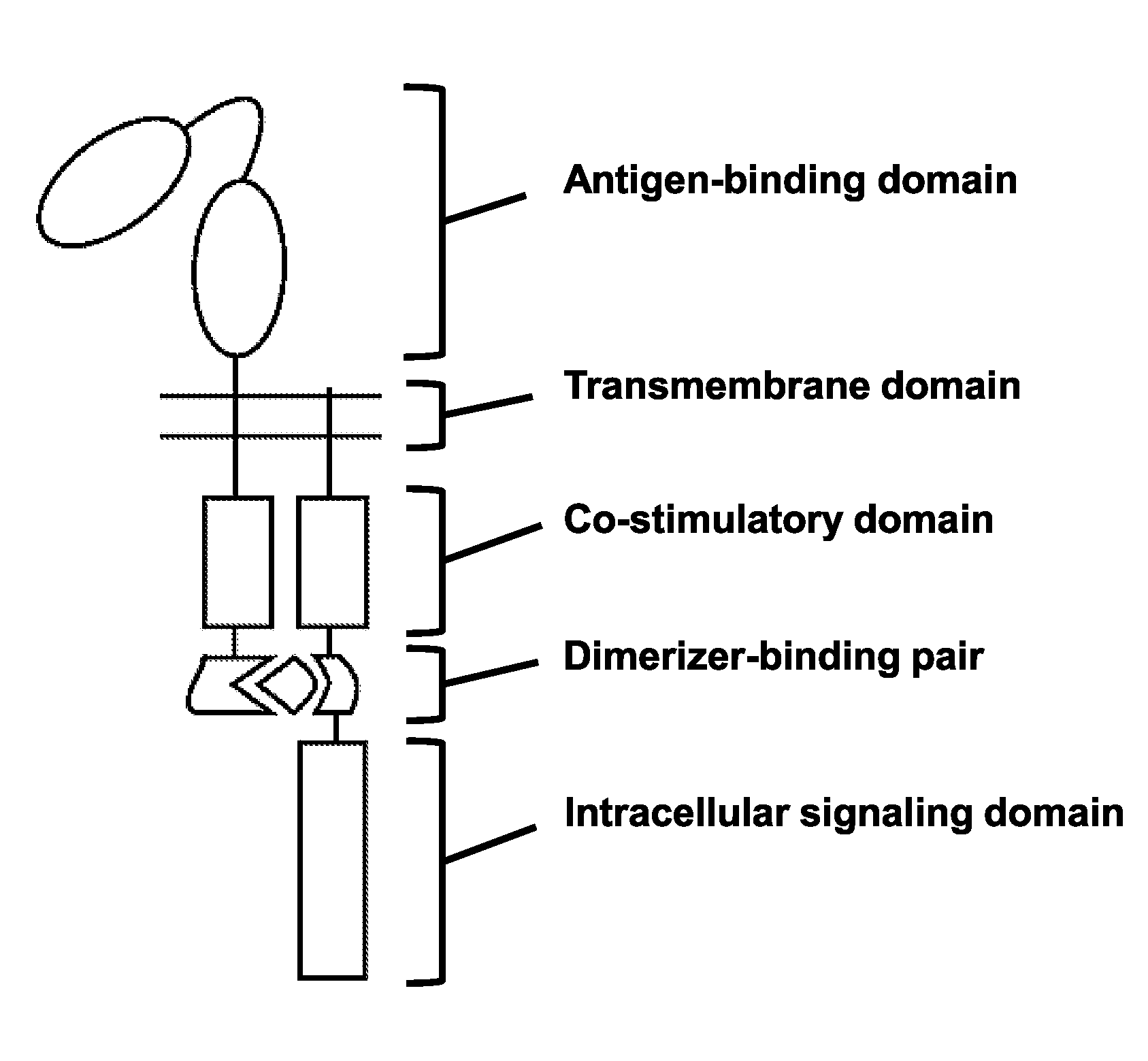 Chimeric antigen receptor and methods of use thereof