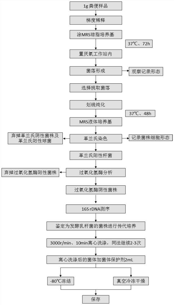 Lactobacillus fermentum and application thereof in preparation of conjugated fatty acid