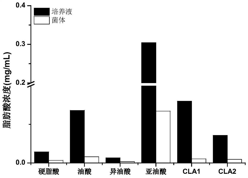 Lactobacillus fermentum and application thereof in preparation of conjugated fatty acid