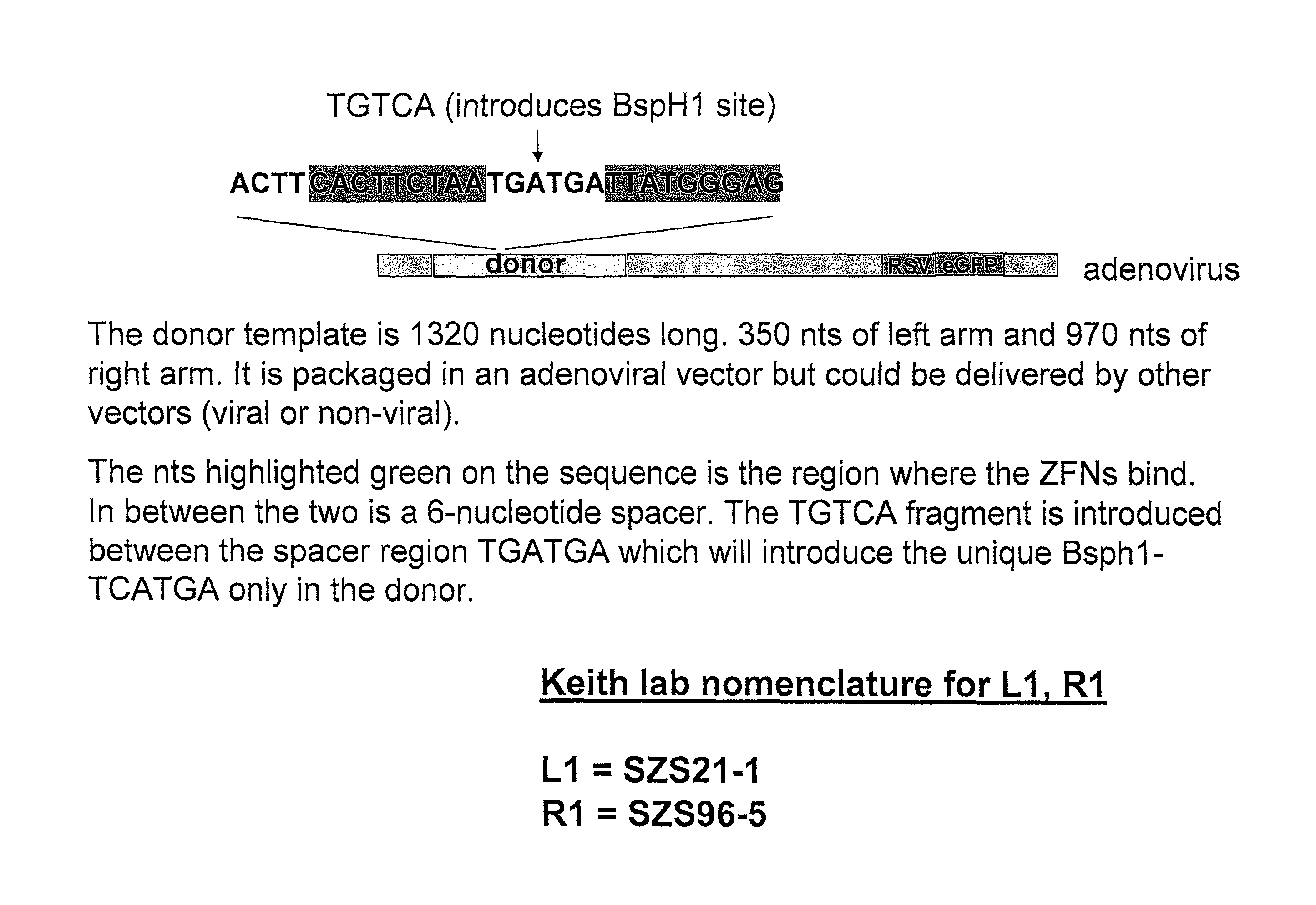 Zinc finger nuclease for the CFTR gene and methods of use thereof