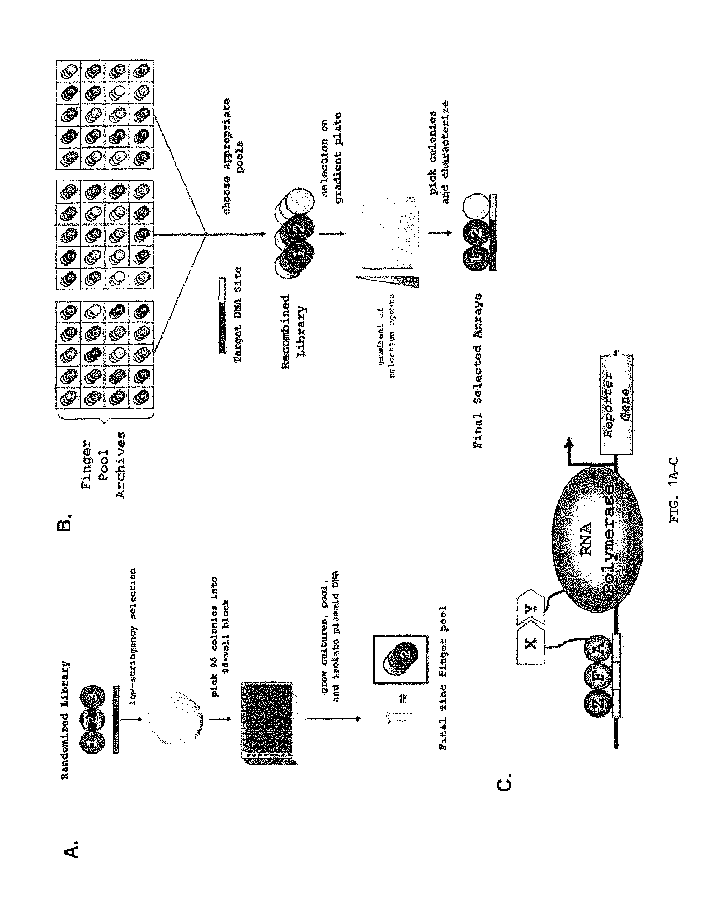 Zinc finger nuclease for the CFTR gene and methods of use thereof