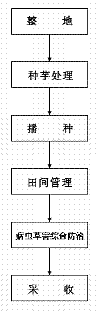 Diversity culture method of young economical fruit interplanting amorphophallus xiei H.Li