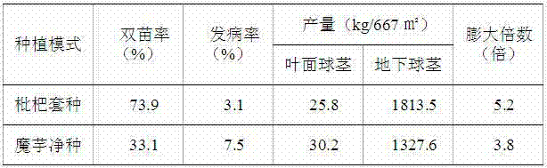 Diversity culture method of young economical fruit interplanting amorphophallus xiei H.Li