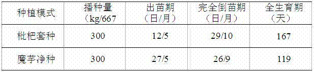 Diversity culture method of young economical fruit interplanting amorphophallus xiei H.Li