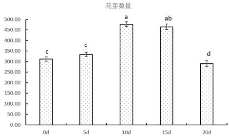 Pruning method for promoting flower bud differentiation of blueberries under open field substrate cultivation condition