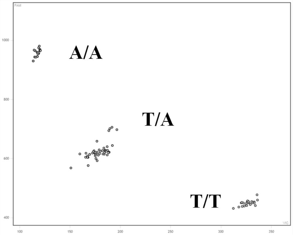 Development and application of KASP molecular marker of rice blast resistance gene Pid3-A4