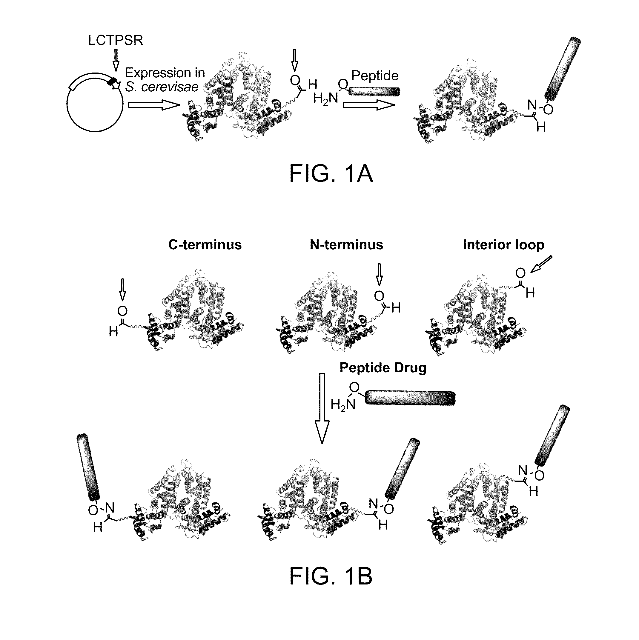 Aldehyde-Tagged Protein-Based Drug Carriers and Methods of Use