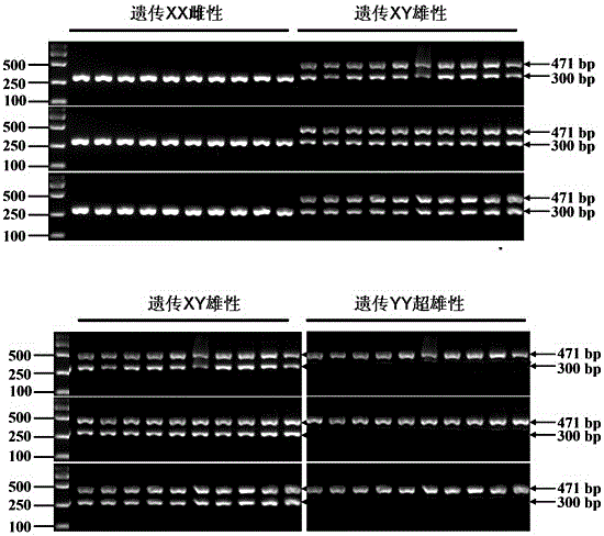 PCR primer pair used for identifying genetic sex of Pseudobagrus ussuriensis, and rapid identification method thereof