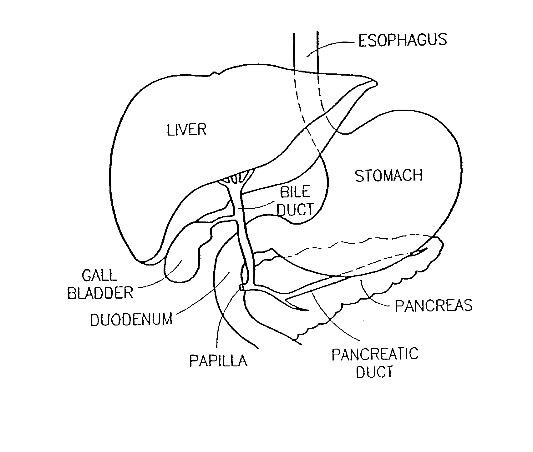 Endoscopic tutorial system for the pancreatic system