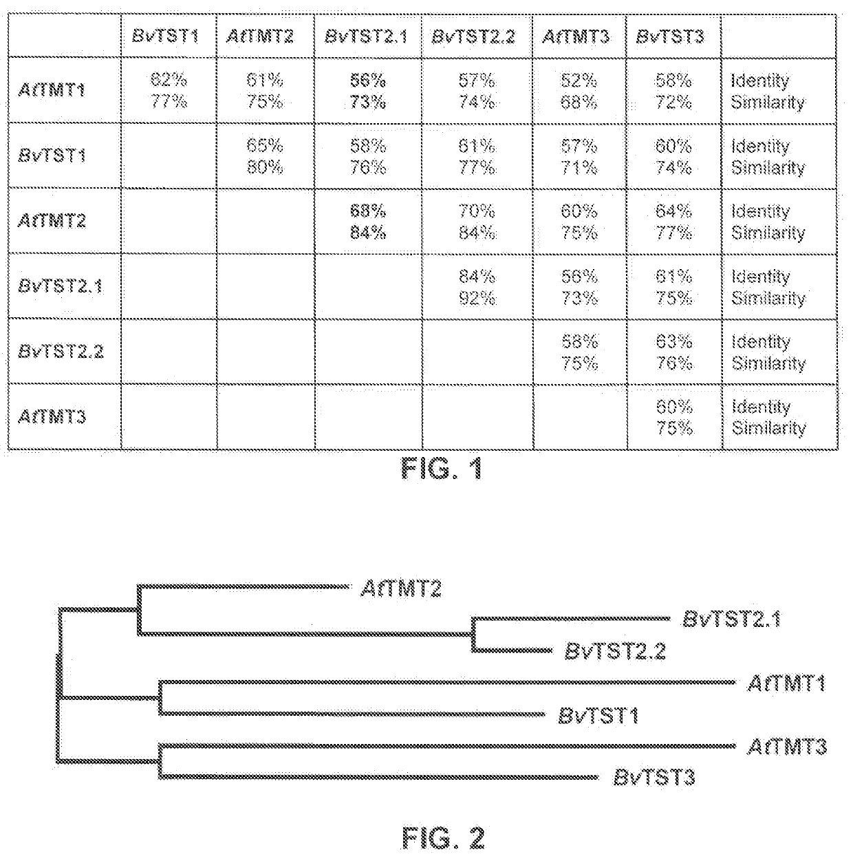 Tonoplast proton/sugar antiporter proteins and the use thereof to increase the saccharose concentration in a saccharose storage organ of plants