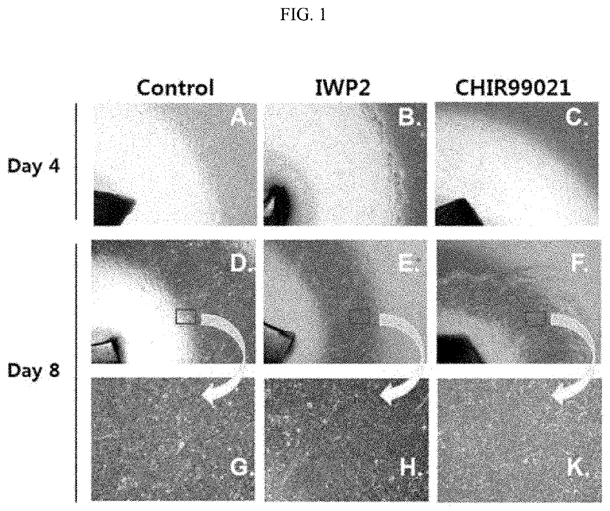 Methods for improving proliferation and stemness of limbal stem cells