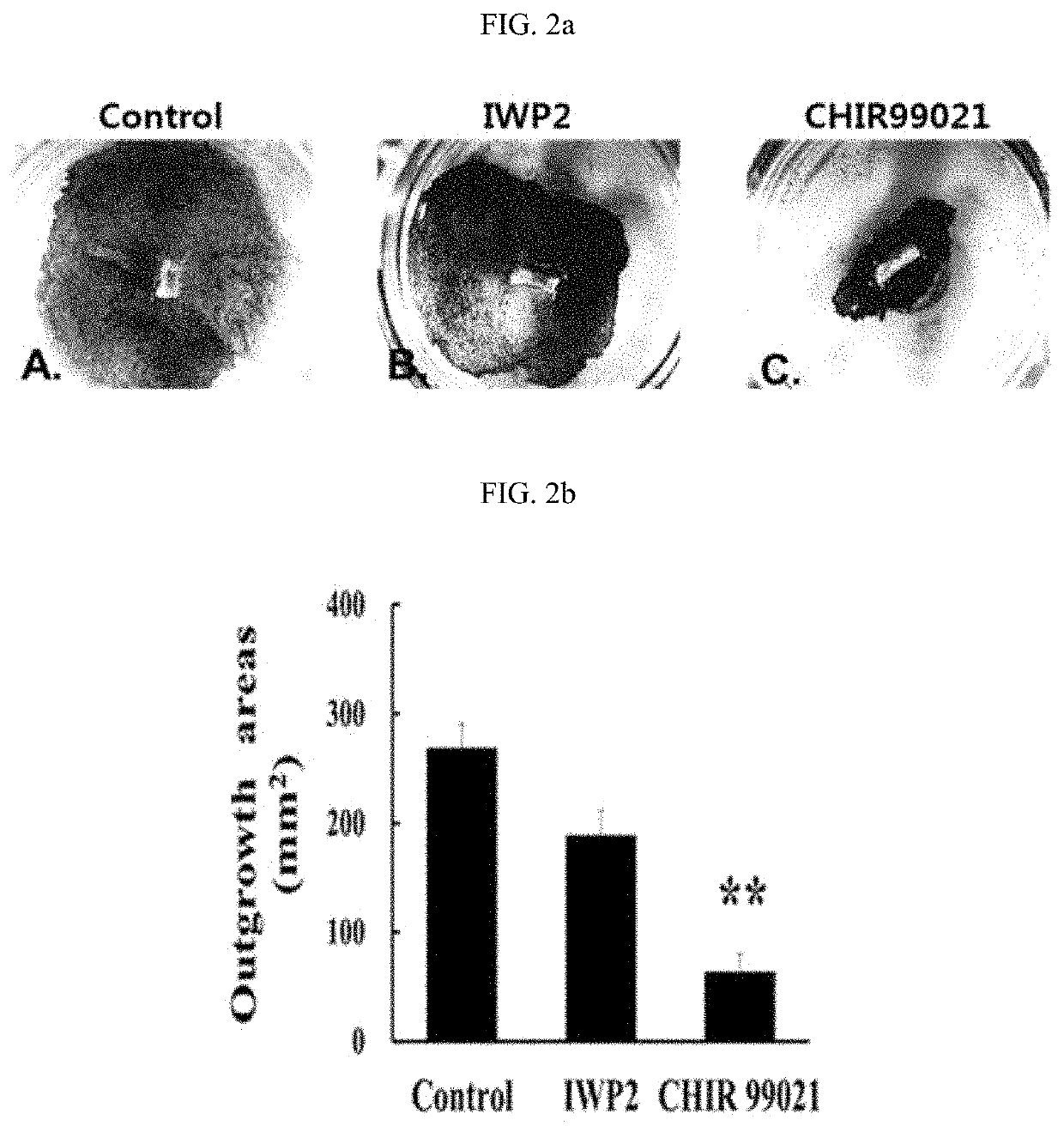 Methods for improving proliferation and stemness of limbal stem cells