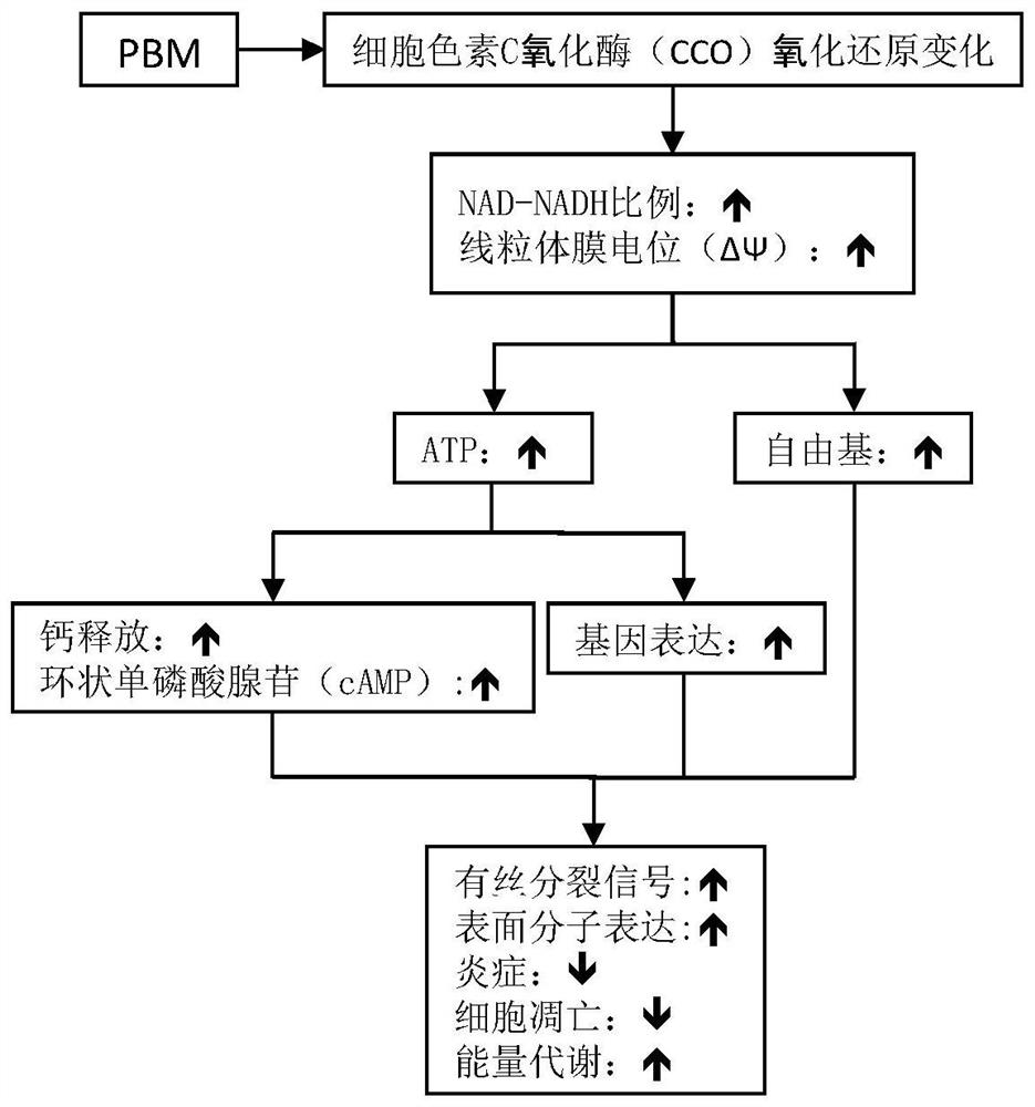 Device for treating brain diseases based on pulse semiconductor laser external irradiation technology