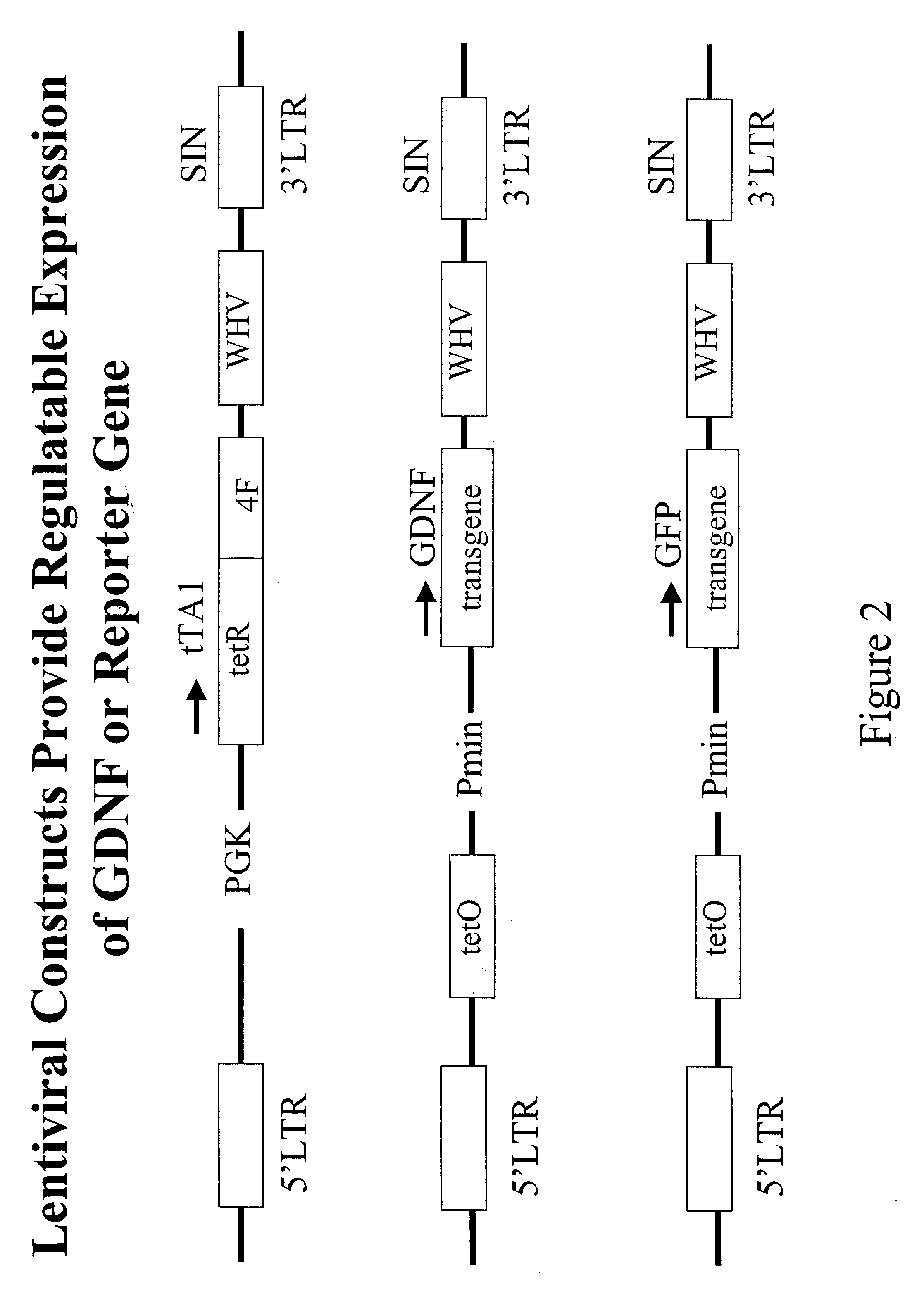 Use of human neural stem cells secreting GDNF for treatment of parkinson's and other neurodegenerative diseases