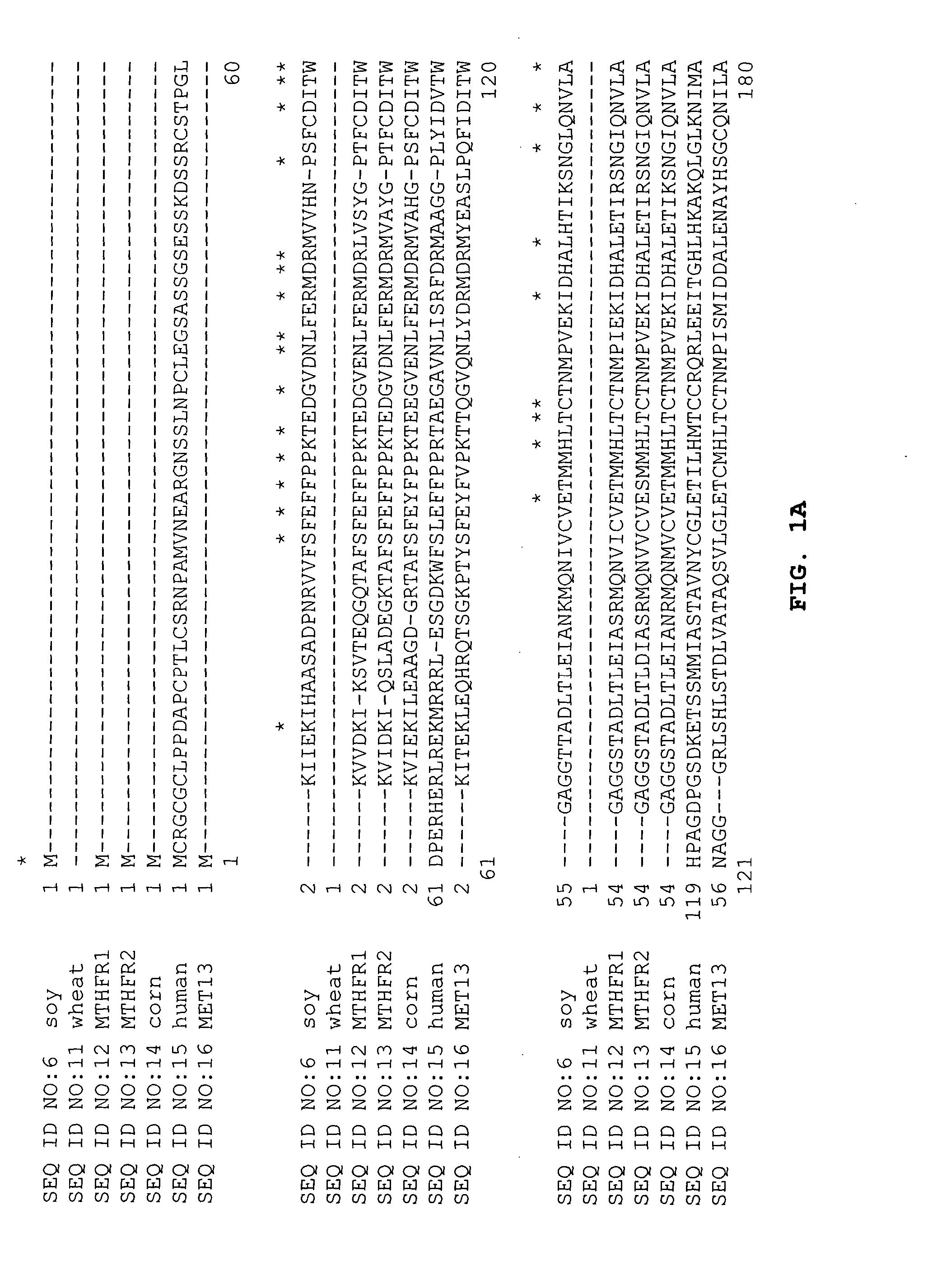 Tetrahydrofolate metabolism enzymes