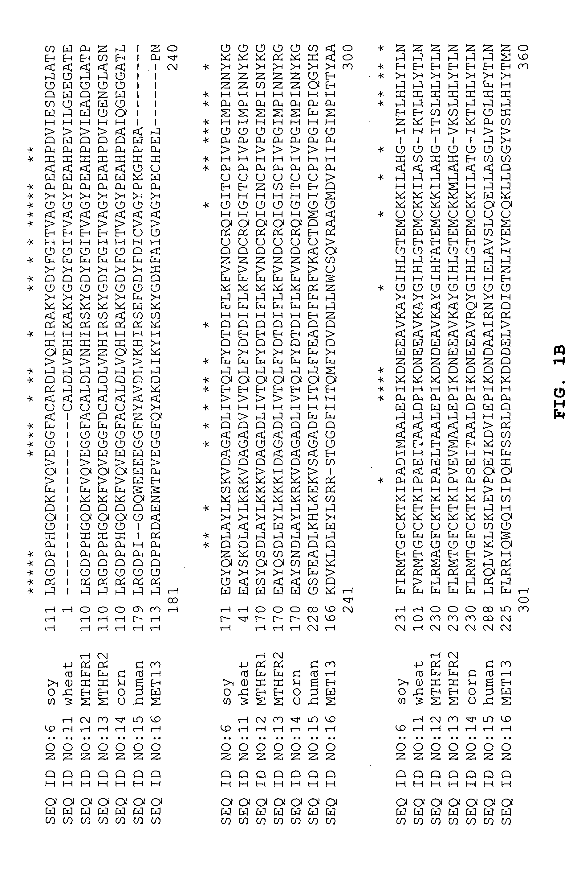 Tetrahydrofolate metabolism enzymes