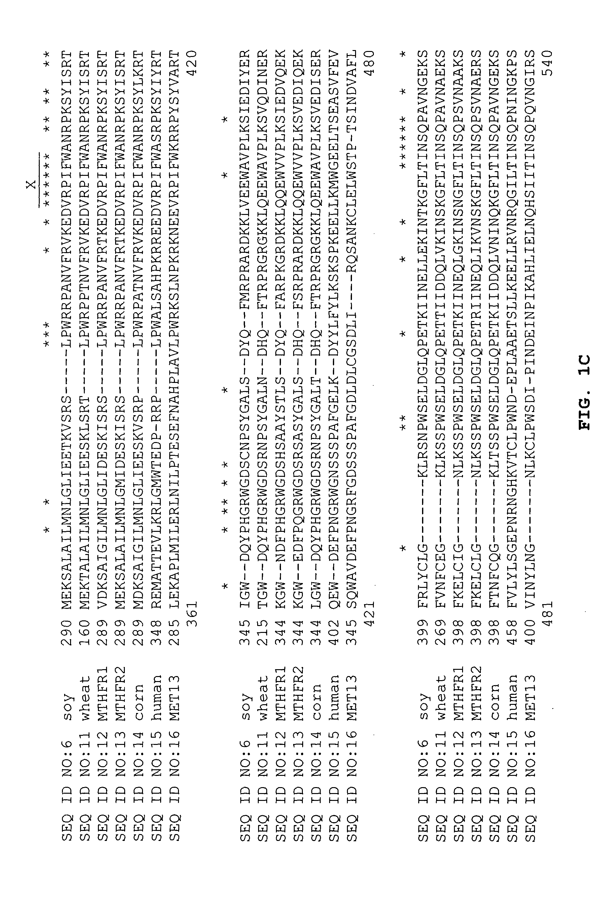 Tetrahydrofolate metabolism enzymes