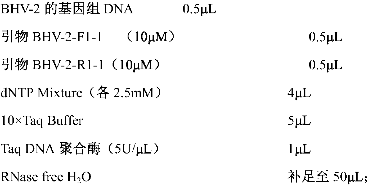 A highly sensitive bhv-2 real-time fluorescent quantitative PCR detection method and kit