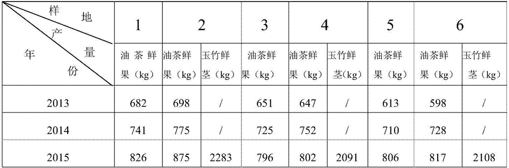 A method for interplanting Xiangyu bamboo under a camellia oleifera forest