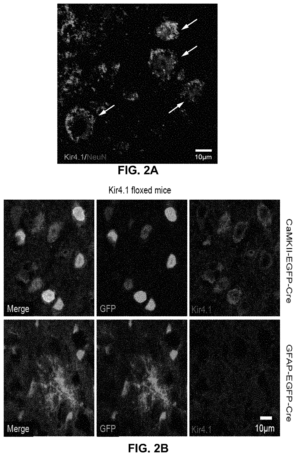 Use of potassium channel inhibitor for treating depression