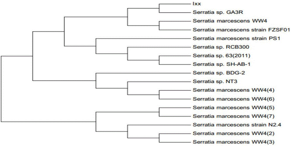 Method for quantitative determination of serratia marcescens