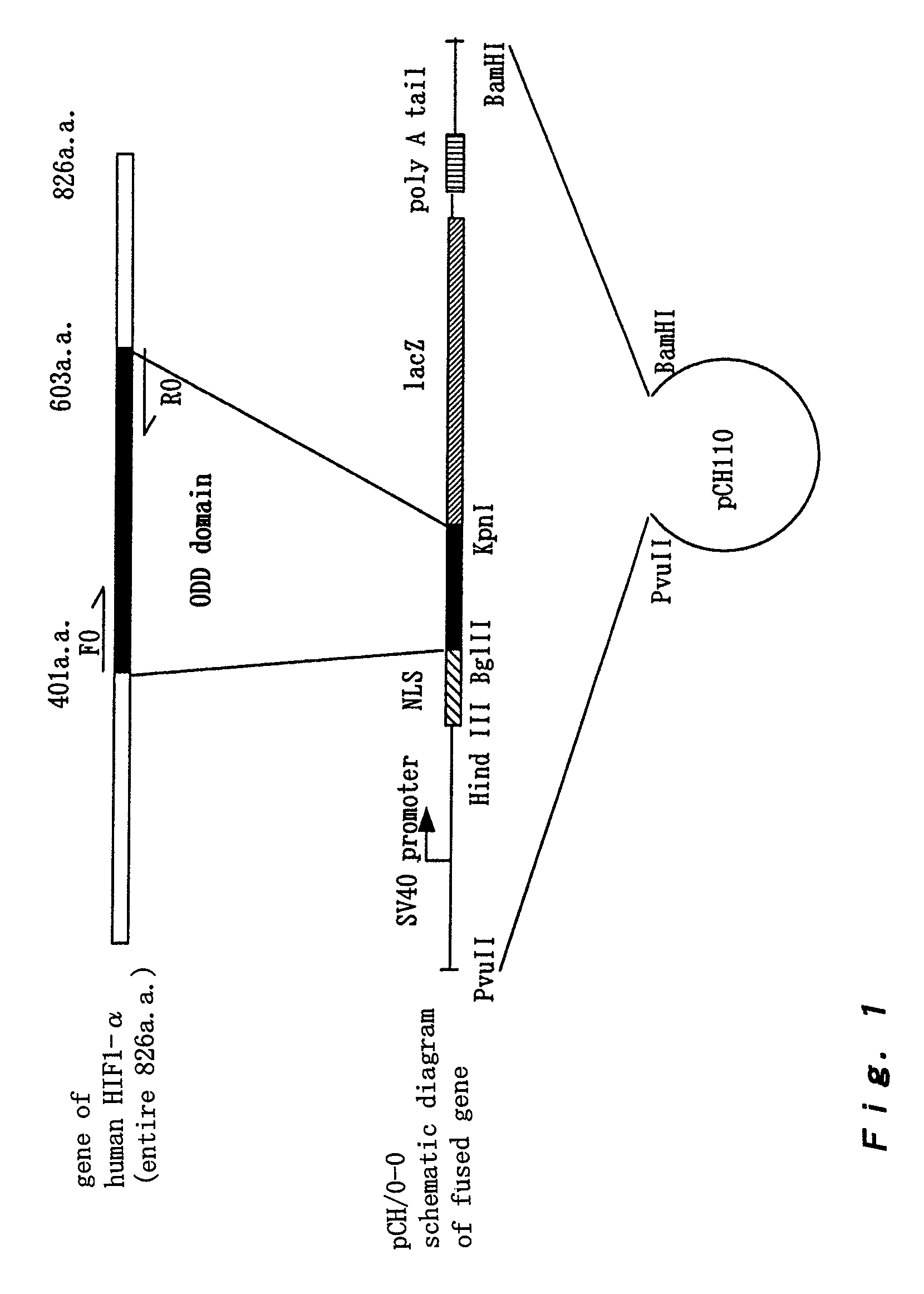 Polypeptide for unstabilizing protein in cells under aerobic conditions and DNA encoding the same