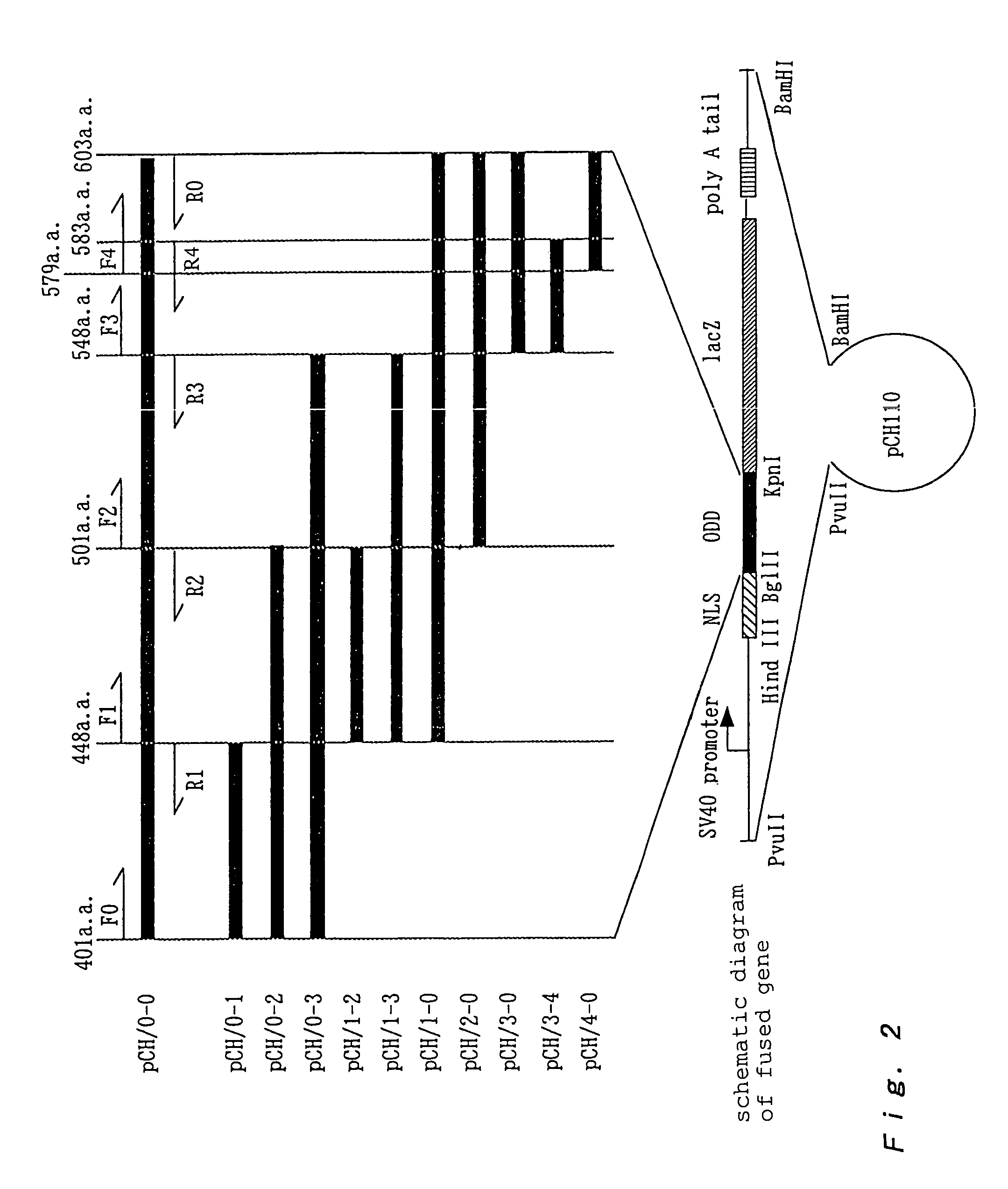 Polypeptide for unstabilizing protein in cells under aerobic conditions and DNA encoding the same