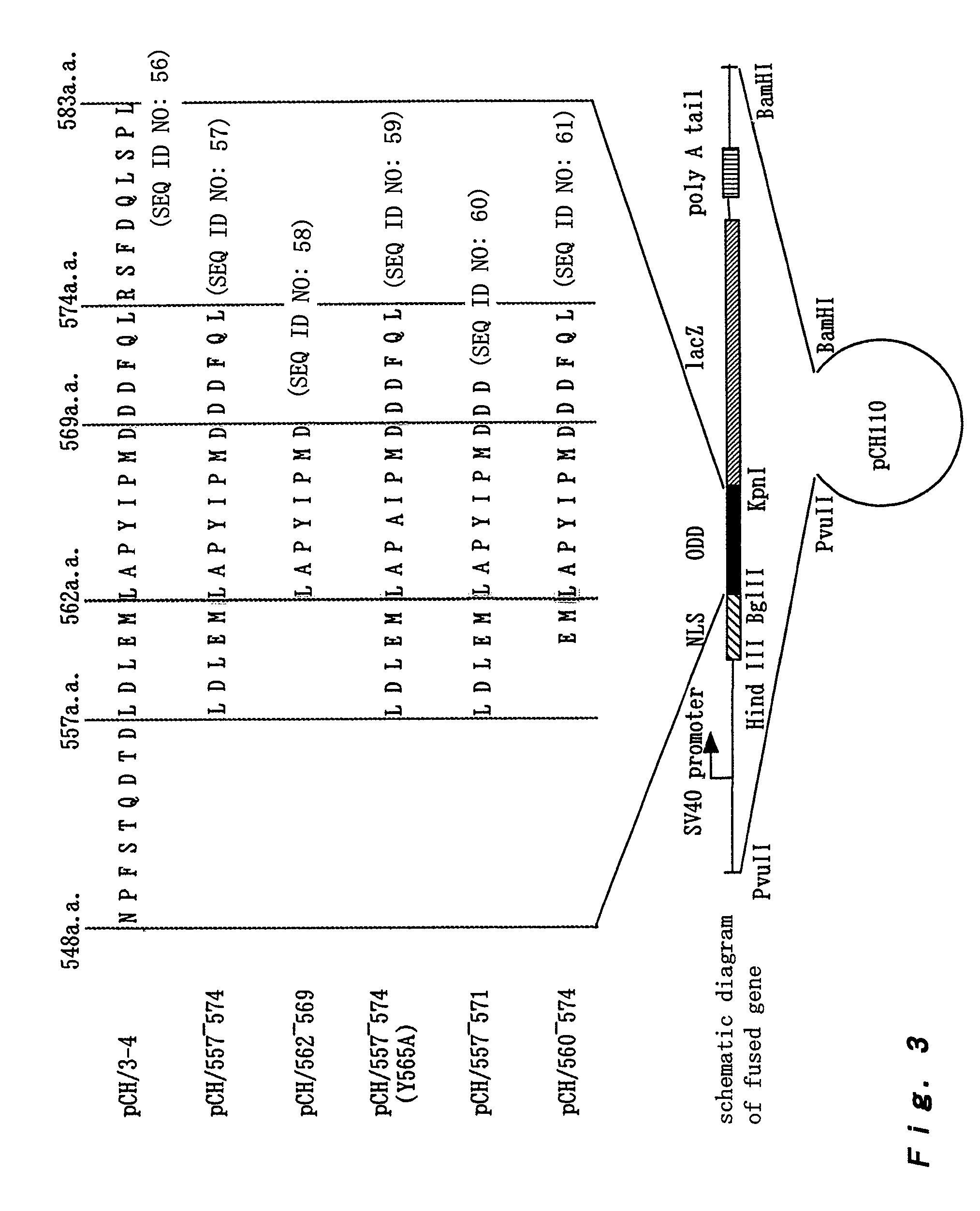 Polypeptide for unstabilizing protein in cells under aerobic conditions and DNA encoding the same