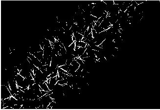 Composite cobalt-vanadium nitride nanowire electrocatalyst as well as preparation method and application thereof