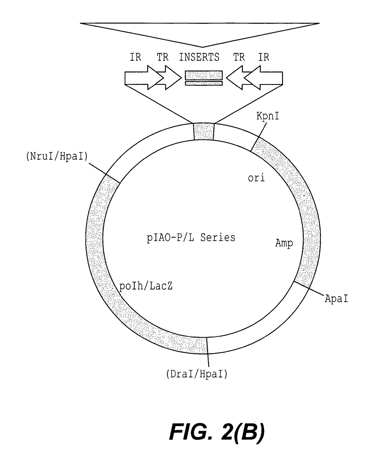 Methods and compositions for transposition using minimal segments of the eukaryotic transformation vector piggybac