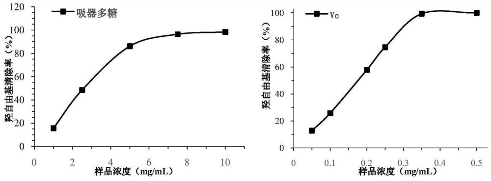 A coconut haustoria polysaccharide with antioxidant and hypoglycemic effects and preparation method thereof