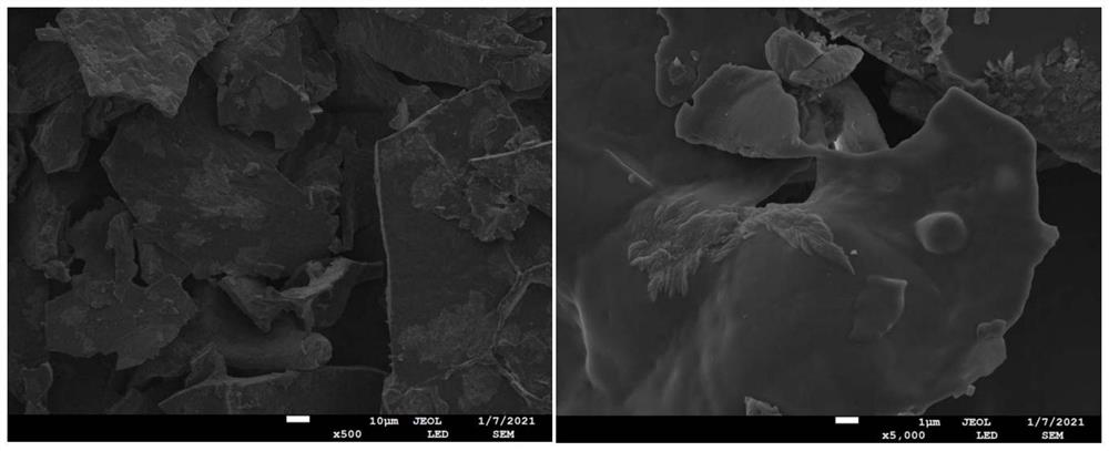 A coconut haustoria polysaccharide with antioxidant and hypoglycemic effects and preparation method thereof