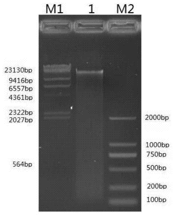 Detection probe and non-invasive detection kit for pseudohypertrophic muscular dystrophy