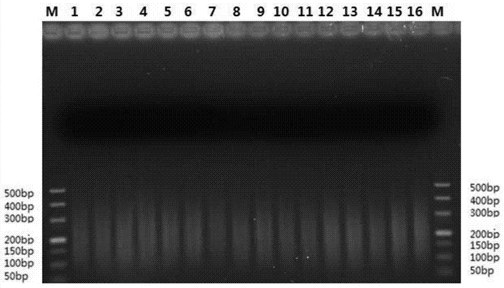 Detection probe and non-invasive detection kit for pseudohypertrophic muscular dystrophy