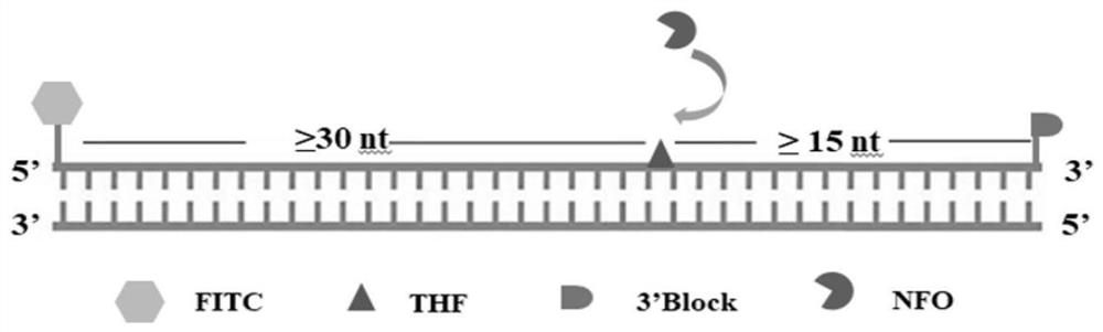 Primer, probe, reagent, method and kit for normal-temperature and isothermal rapid detection of novel coronavirus SARS-CoV-2