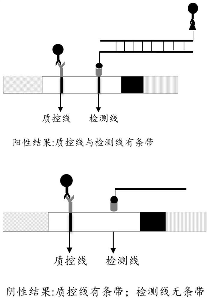 Primer, probe, reagent, method and kit for normal-temperature and isothermal rapid detection of novel coronavirus SARS-CoV-2