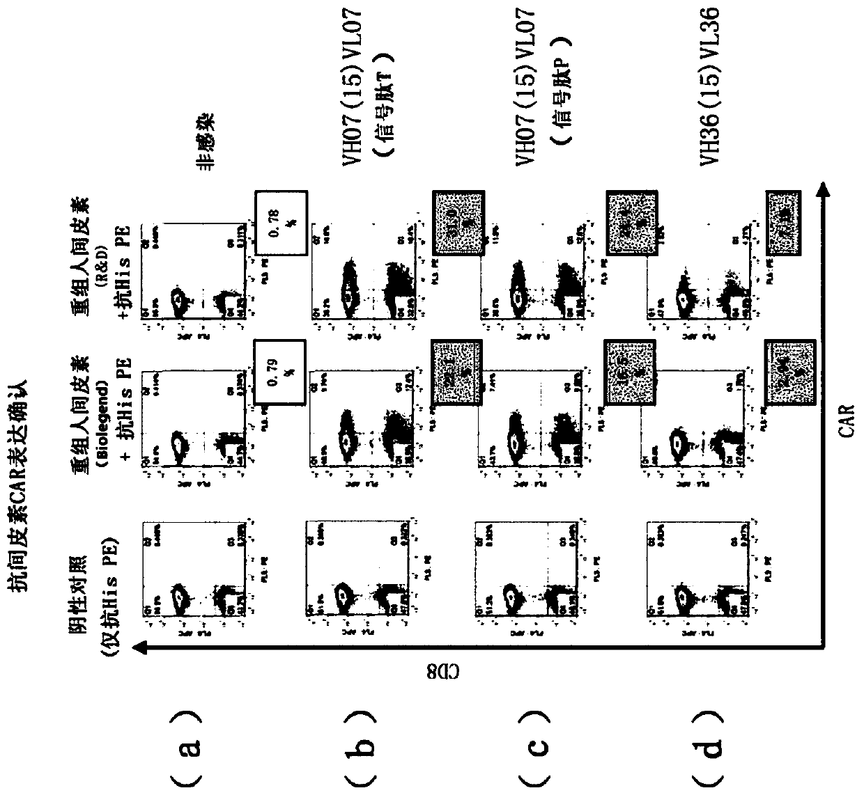 Immunocompetent cell that expresses a cell surface molecule specifically recognizing human mesothelin, il-7 and ccl19