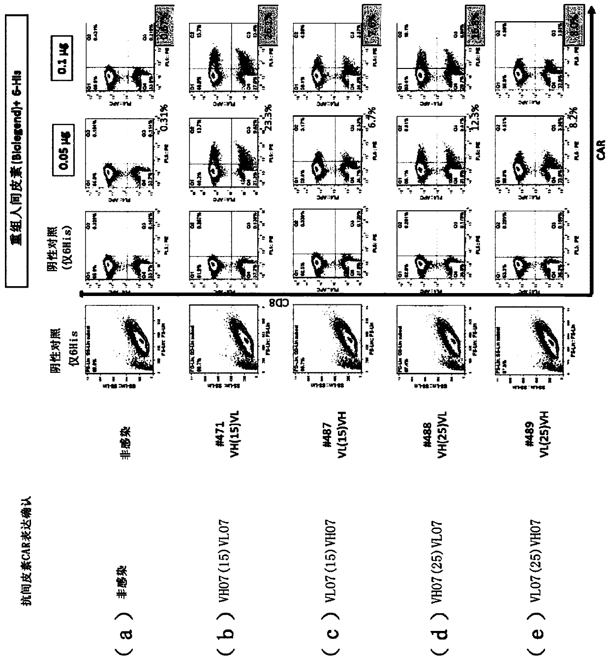 Immunocompetent cell that expresses a cell surface molecule specifically recognizing human mesothelin, il-7 and ccl19