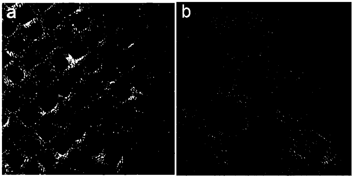 Metal alloy-metal oxide double magnetic shell-core structure nanocrystal and preparation method and application thereof