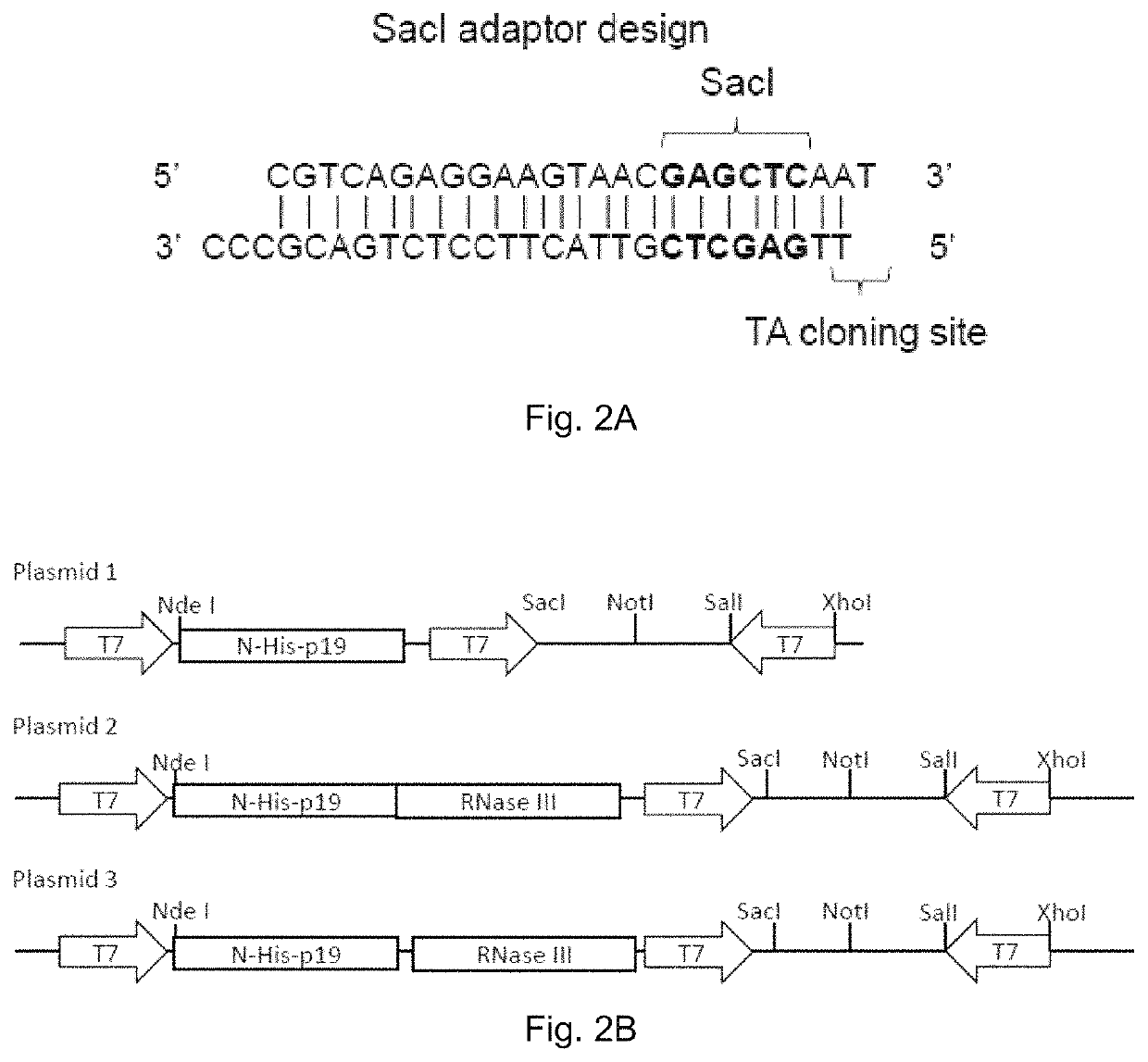 Small-interfering RNA expression systems for production of small-interfering RNAs and their use