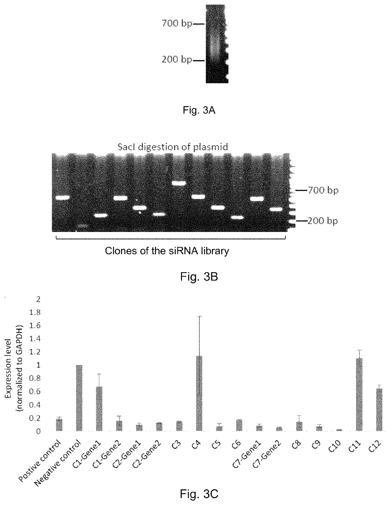 Small-interfering RNA expression systems for production of small-interfering RNAs and their use