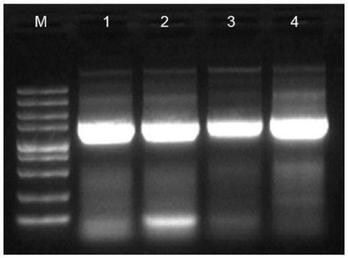 High-salt-tolerant saccharomyces cerevisiae strain as well as construction method and application thereof