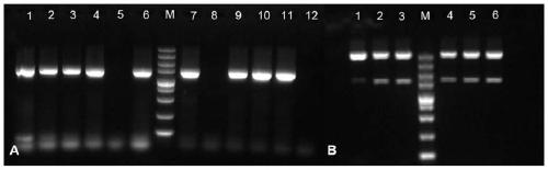 High-salt-tolerant saccharomyces cerevisiae strain as well as construction method and application thereof